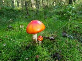 fresco selvaggio funghi su di il foresta foto