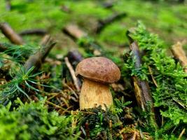 fresco selvaggio funghi su di il foresta foto