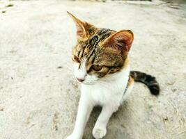 gatto seduta su il strada. croato gatto nel tradizionale villaggio. tre colore gatto. foto