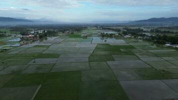 aereo Visualizza di risaia campi. aereo Visualizza di agricoltura nel riso i campi per coltivazione nel gorontalo Provincia, Indonesia. naturale il struttura per sfondo foto