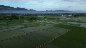 aereo Visualizza di risaia campi. aereo Visualizza di agricoltura nel riso i campi per coltivazione nel gorontalo Provincia, Indonesia. naturale il struttura per sfondo foto