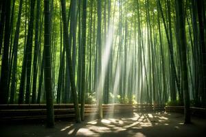 luminosa luce del sole filtraggio attraverso bambù foresta ai generativo foto