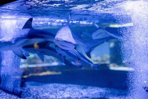 immagine subacquea di piccoli squali che nuotano in acquario in oceanarium foto