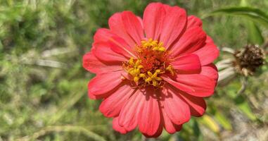 peruviano zinnia o messicano zinnia fiore sfondo bellissimo giardino margherita foto