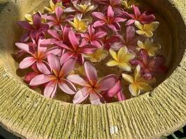 fiori bagna nel acqua nel un' ceramica ciotola. onam e Diwali Festival concetto Immagine, rosso plumeria fiore o bunga kemboja merah nel bali foto