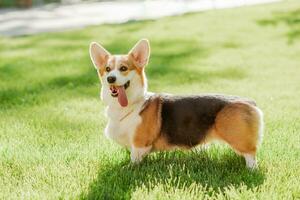 ritratto di un' cane di il corgi razza su un' sfondo di verde erba su un' soleggiato giorno nel il parco foto