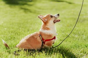 ritratto di un' corgi cucciolo nel estate su un' sfondo di erba su un' soleggiato giorno foto