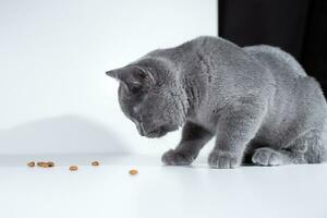 Britannico capelli corti grigio gatto mangiare asciutto cibo su nero e bianca sfondo foto