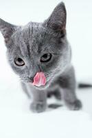 Britannico capelli corti grigio gattino lecca suo museruola con suo lingua su un' bianca sfondo foto