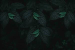 superiore Visualizza foglia sfondo.verde le foglie colore tono buio nel il mattina. foto