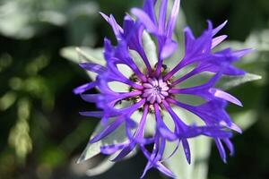 un' blu fiore con un' verde centro foto