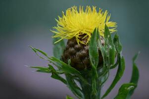 un' giallo fiore con un' verde stelo foto