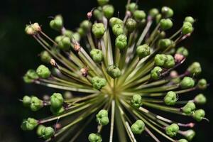 un' vicino su di un' verde pianta con molti piccolo verde fiori foto