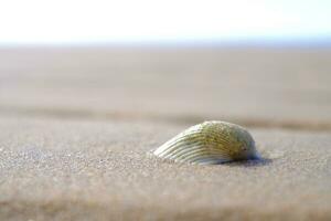 conchiglie nel il sole su il spiaggia sabbia. foto