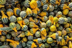 zucca raccogliere diverso tipi e varietà zucche cibo merenda all'aperto copia spazio cibo sfondo rustico superiore Visualizza foto