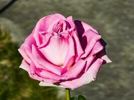 avvicinamento di rosa rosa nel un' estate giardino. gocce di mattina rugiada su bianca petali. foto