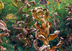 asclepias siriaca baccelli con semi. Comune asclepiade pianta con strutturato acerbo frutta. selvaggio siriano tordo follicoli nel in ritardo estate. stelo e capsula di un' perenne erba. foto