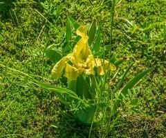 iris reichenbachii fiore nel un' prato nel primavera foto