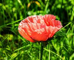 orientale papavero fiore. papaver orientale è magnifico perenne pianta nel il giardino foto