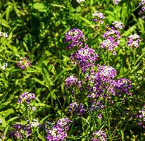 viola e bianca fiori di lobularia marittimo. alyssum marittimo, dolce alyssum o dolce alison. foto