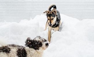 adorabili cani di razza mista che giocano nella neve nel cortile di casa foto