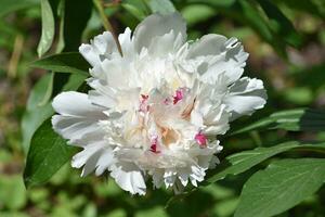 bianca peonia fiorire con striature di rosso nel esso foto