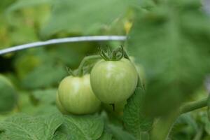 fresco non maturi verde pomodori nel un' verdura giardino foto