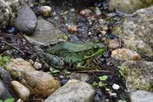 sorprendente grande verde rana circondato di rocce foto