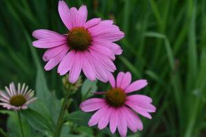 bellissima fioritura echinacea fiori nel un' giardino foto