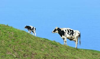 carino bianca e nero mucca e vitello su sao miguel foto