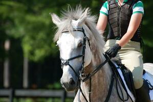 eventing grigio appaloosa nel il mostrare squillare foto