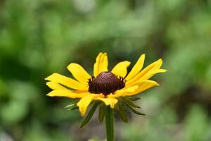 sorprendente nero e giallo bue occhio margherita foto