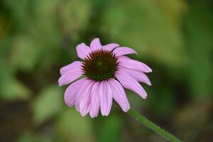 sbalorditivo coneflower fiorire fioritura nel un' estate giardino foto