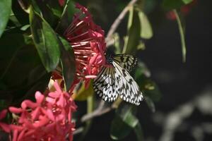 bianca e nero albero ninfa farfalla su rosa fiori foto