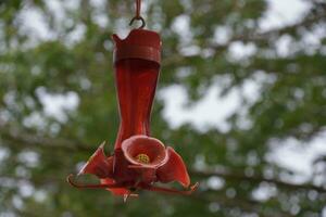 pieno rosso colibrì alimentatore sospeso giù foto