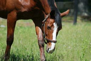 bellissimo Castagna cavallo castrato cavallo pascolo nel un' pascolo foto