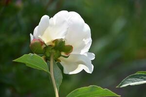 bellissima bianca peonia fioritura e fioritura nel il estate foto