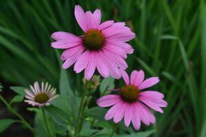 fioritura viola echinacea fiori fioritura nel un' giardino foto