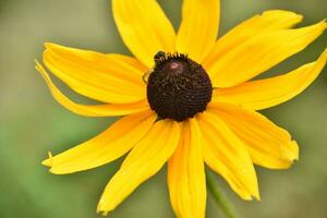 bellissimo fioritura nero con gli occhi susan fiore fioritura foto