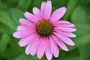 fioritura viola coneflower nel un' giardino foto