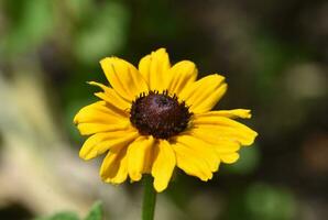 sensazionale fioritura Marrone con gli occhi susan fiore fiorire foto