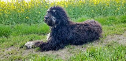 Goldendoodle cane dire bugie su il strada. nero scarabocchio con fantasma disegno. bello foto