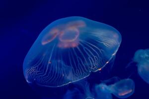 Medusa nel il oceano foto