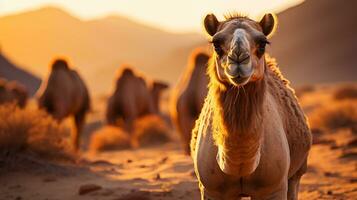 cammello nel il deserto, ai generato foto