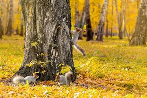 tre scoiattoli in esecuzione attraverso un' albero nel un autunno parco foto