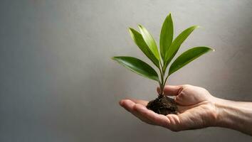 pianta su mano. ai generativo. foto