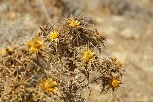 asciutto pianta con giallo fiori con un' sfocato sfondo. foto