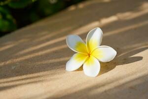 bianca e giallo plumeria fiore vicino su nel luce del sole. foto