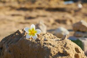 plumeria fiore su un' pietra con un' sfocato sfondo. foto