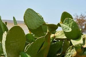 cactus avvicinamento come un' naturale sfondo. foto